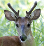 Buck in Velvet 5035
